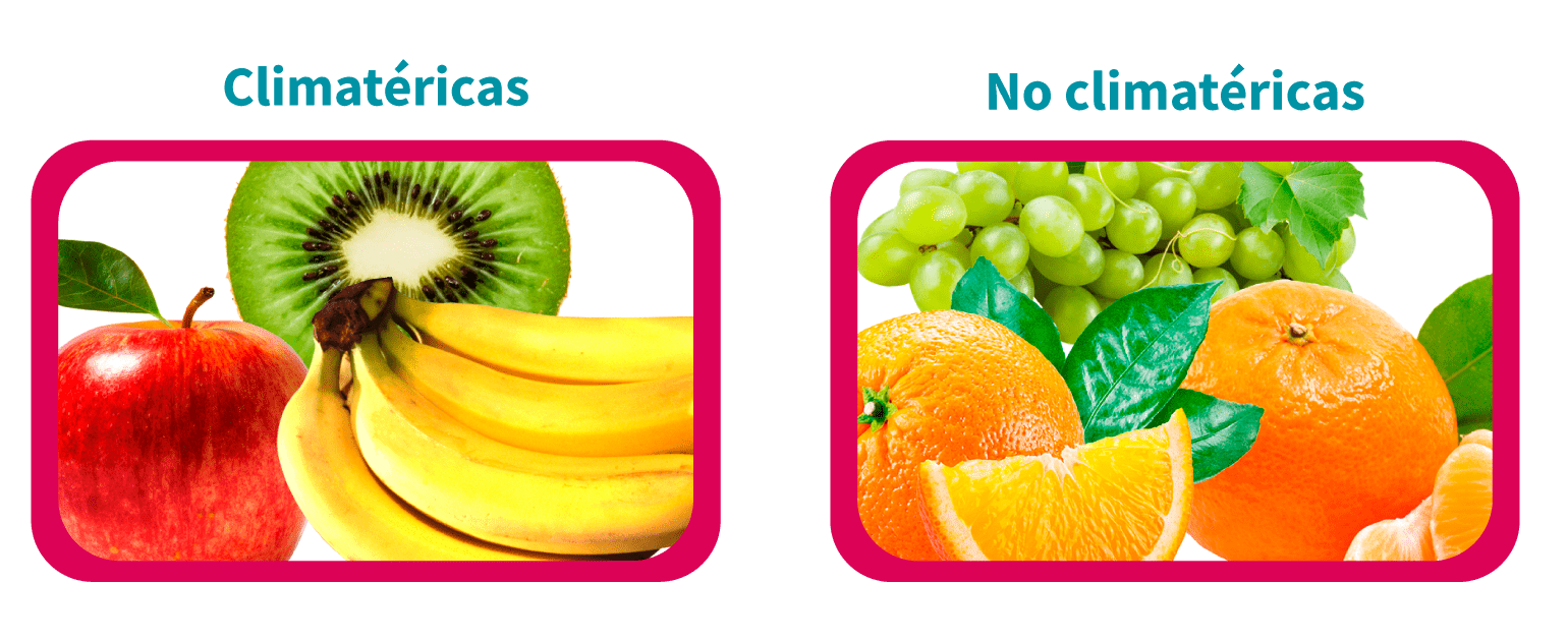 Frutas Climatéricas y no climatéricas