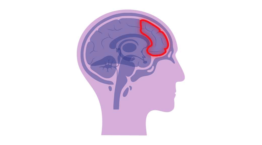 ilustración corteza prefrontal del cerebro