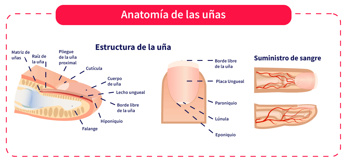 esquema anatomía de las uñas