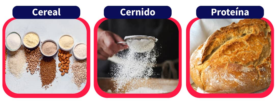 esquema  fermentación de las harinas