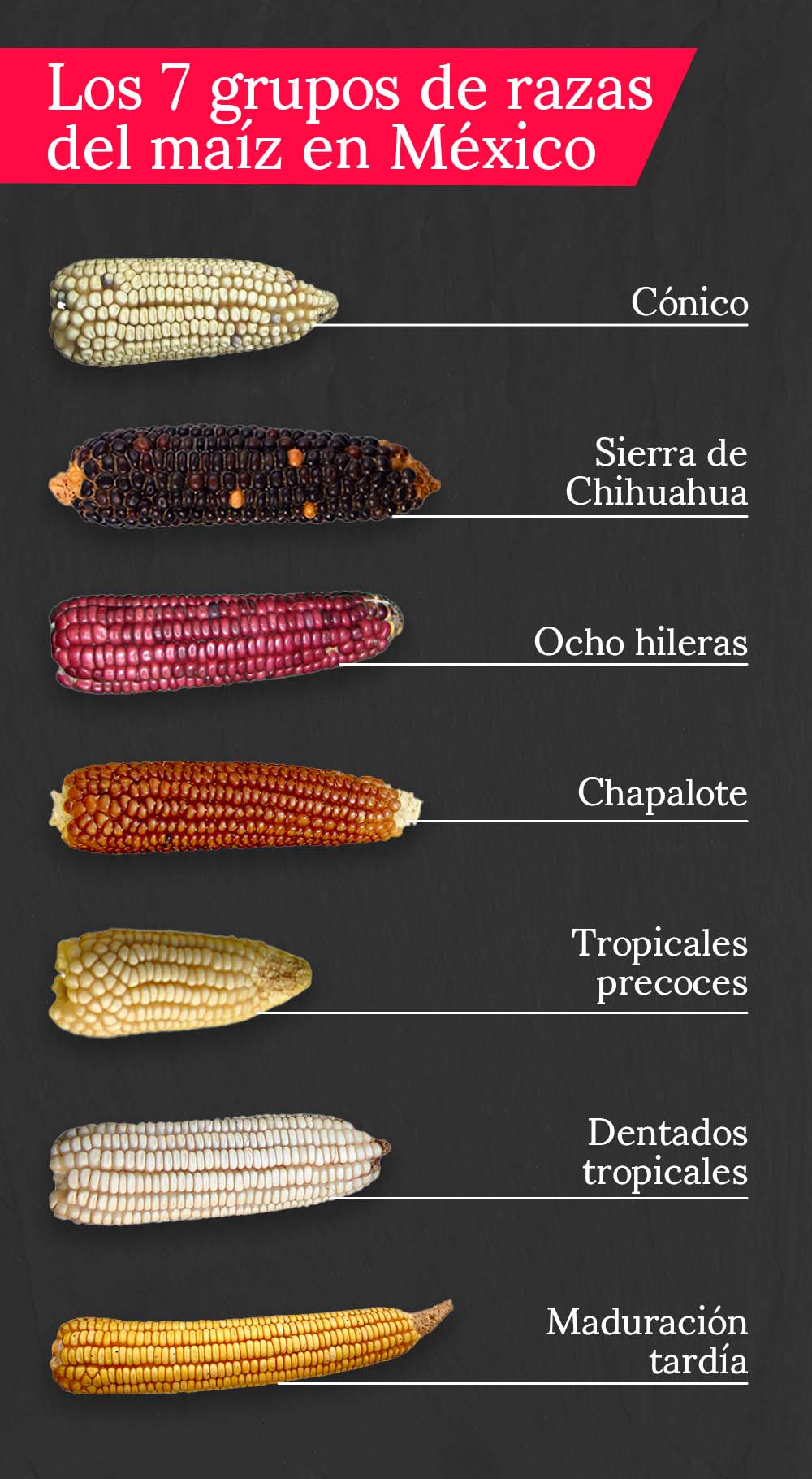 ¿Qué tipo de grano es el maíz?