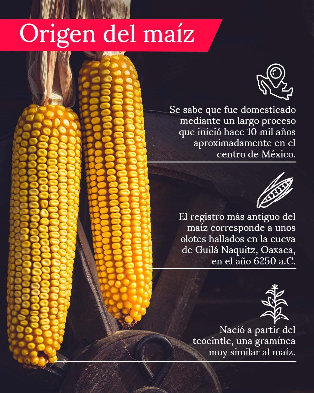 Tipos de maíz en México: variedades más importantes | Aprende Institute