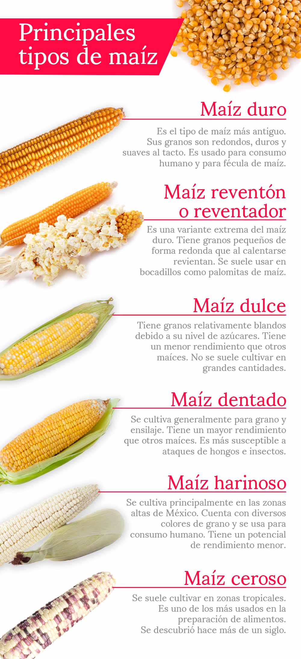 principales-tipos-del-maiz