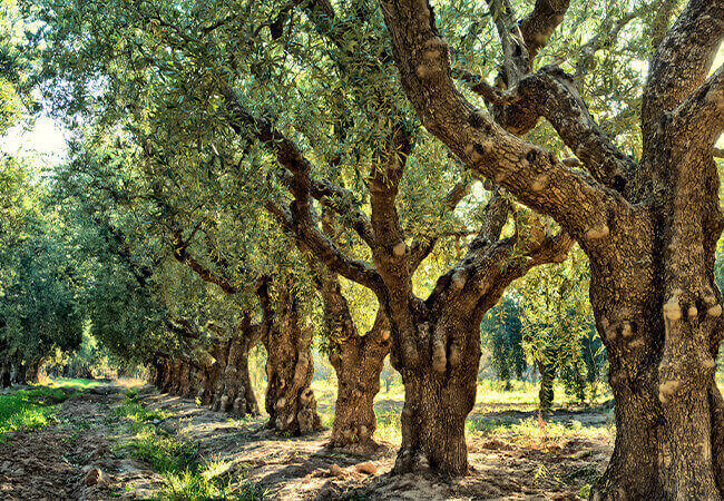 arbol-aceite-oliva
