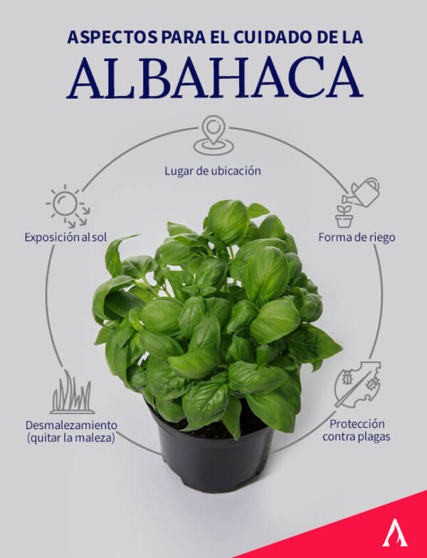 Albahaca Cuidados Y Propiedades Aprende Institute 