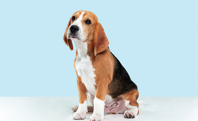 perro beagle sentado