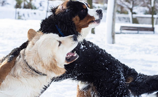 dos perros jugando en la nieve