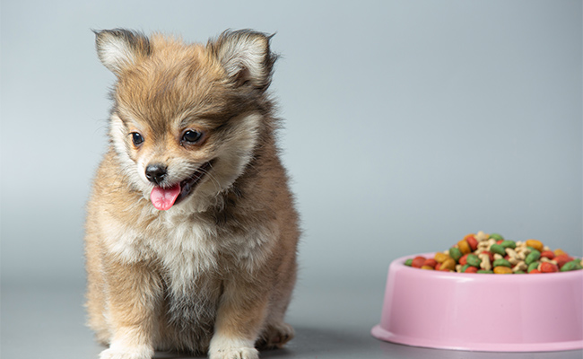 perro pequeño de frente junto a un plato de alimento balanceado