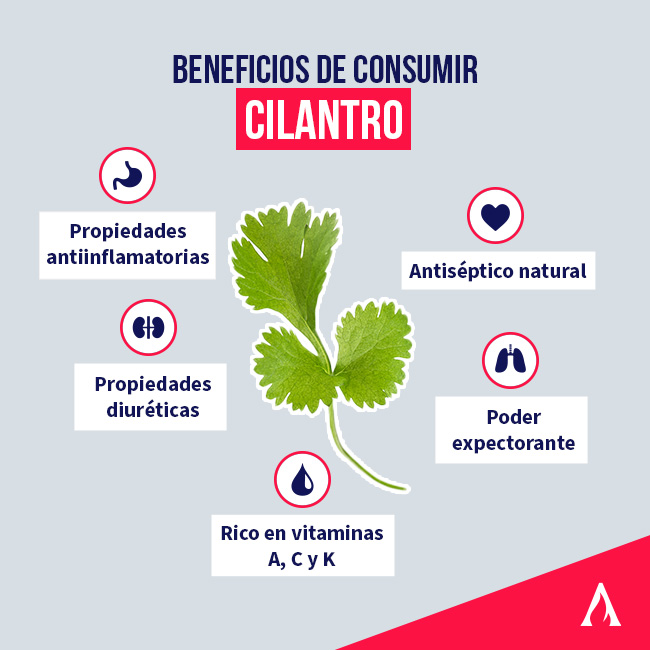 infografia sobre los beneficios de consumir cilantro