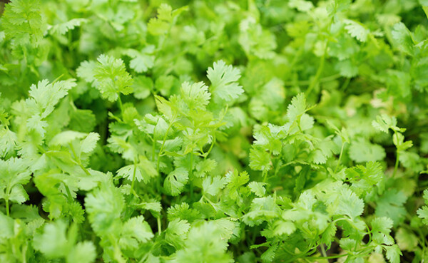 Propiedades Y Beneficios Del Cilantro Aprende Institute