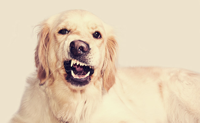 perro labrador enojado gruñendo a su dueño