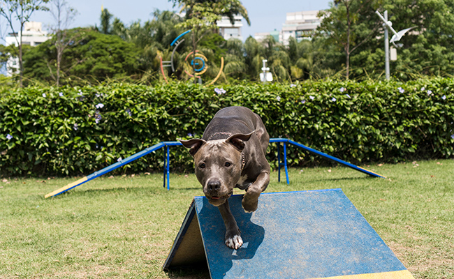Perro pitbull en parque siendo entrenando