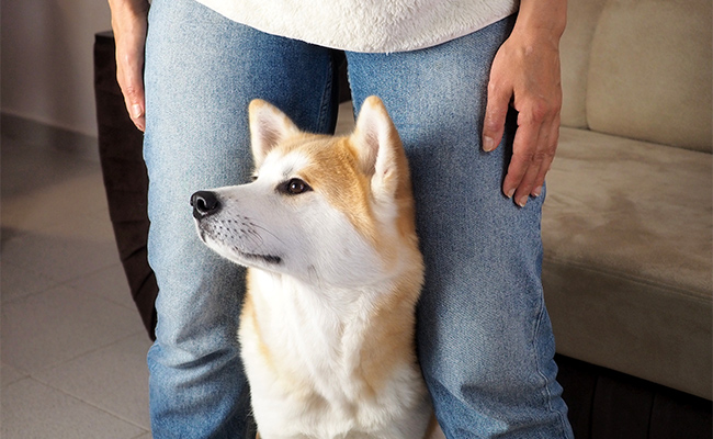 perro akita junto a su dueño mirando hacia el costado