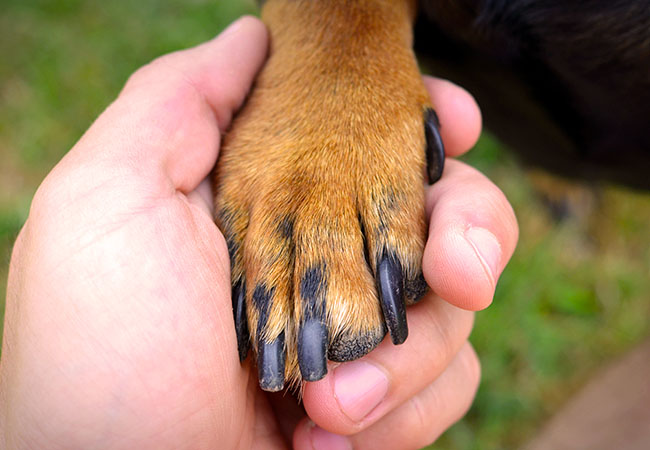 perro apoyando su pata en la mano de su dueño
