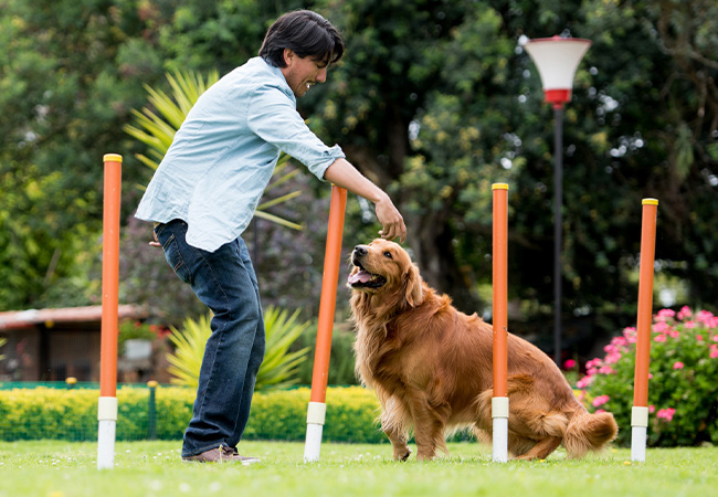 instructor canino entrenando a un perro