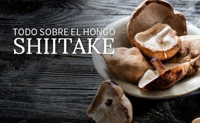 Todo sobre el hongo shiitake